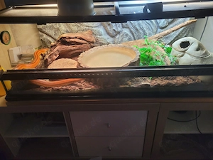 Kornnatter (ca. 5 Jahre alt), Terrarium (90x40x30) komplett mit Zubehör für 250,- Euro
