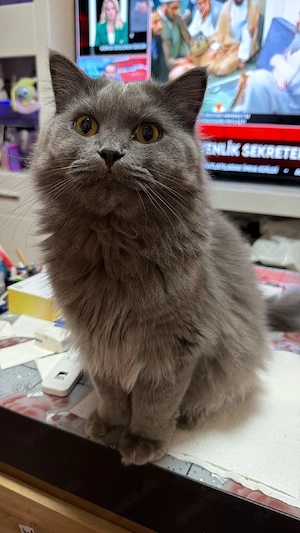 2 bkh kater 1jahr alt Bild 3