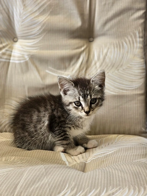 Süße Maine coon mix kitten suchen neue Dosenöffner 