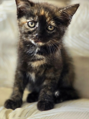 Süße Maine coon mix kitten suchen neue Dosenöffner 