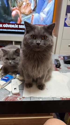 2 bkh kater 1jahr alt Bild 2