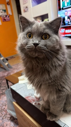 2 bkh kater 1jahr alt Bild 4