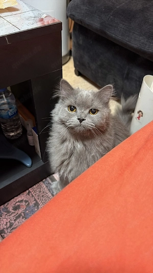 2 bkh kater 1jahr alt