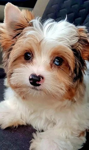 Yorkshire Terrier Bub