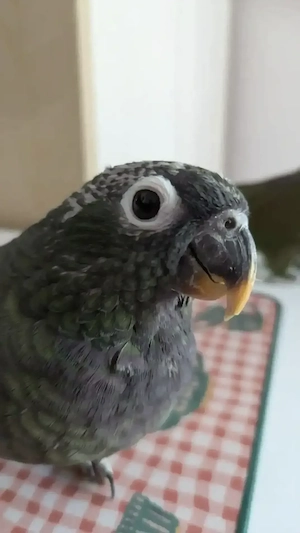 Maximilianpapagei Pärchen 