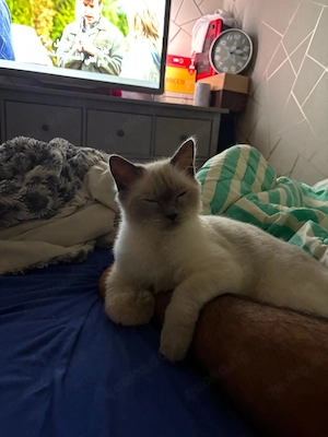 Alffa Ragdoll Kater 