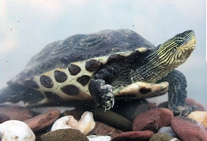 Wasserschildkröte, Schmuckschildkröte 