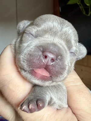 Premium Französische Bulldoggen Welpen aus promovierter Zucht 