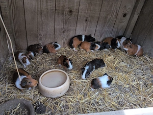 Meerschweinchen zu Verkaufen