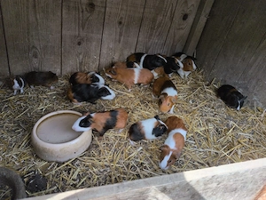 Meerschweinchen zu Verkaufen