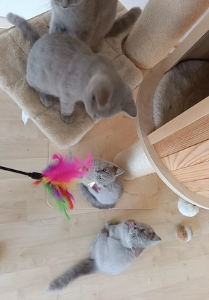 Reinrassige mit Stammbaum BKH Kitten Ab Sofort zu vergeben  Bild 4