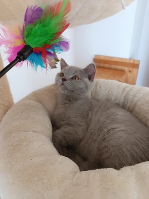 Reinrassige mit Stammbaum BKH Kitten Ab Sofort zu vergeben 