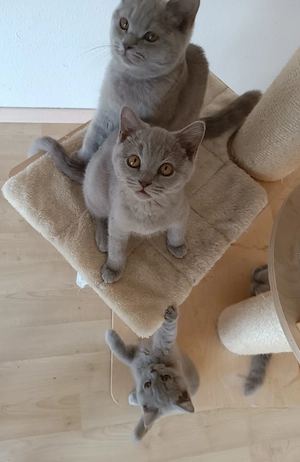 Reinrassige mit Stammbaum BKH Kitten Ab Sofort zu vergeben  Bild 5