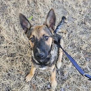 Miami, wunderhübscher, verschmuster, schlauer und lieber Welpe, Malinois Mix Bild 5