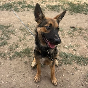 Miami, wunderhübscher, verschmuster, schlauer und lieber Welpe, Malinois Mix Bild 2