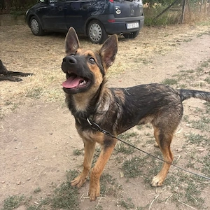 Miami, wunderhübscher, verschmuster, schlauer und lieber Welpe, Malinois Mix Bild 4