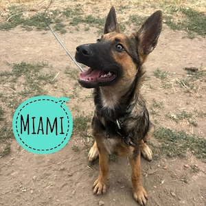 Miami, wunderhübscher, verschmuster, schlauer und lieber Welpe, Malinois Mix