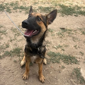 Miami, wunderhübscher, verschmuster, schlauer und lieber Welpe, Malinois Mix Bild 3