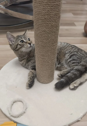 2X  wunderschönes Katzen suchen neue Zuhause