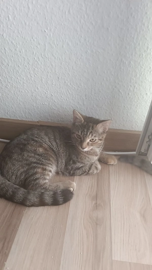 2X wunderschönes Katzen suchen neue Zuhause
