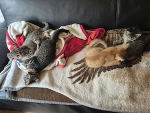 Ekh-Kitten,abzugeben Bild 3