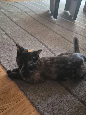 Ekh-Kitten,abzugeben Bild 4