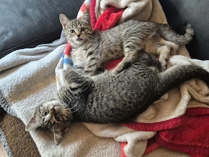 Ekh-Kitten,abzugeben Bild 2