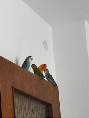 Unzertrennliche Vögel