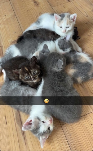 BKH Kitten    Tortie   Blue-Cream   Bicolor | genetisch getestete Mama