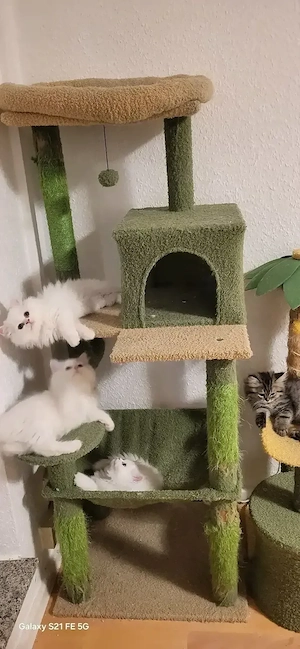 Reinrassige Perserkitten 