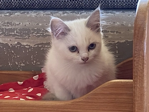 wunderschönes Ragdoll-Heilig Birma Mädchen abzugeben
