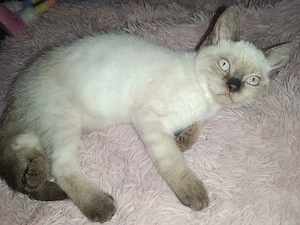 Zuckersüße BKH Kitten Mädels(kinderlieb & top sozialisiert) Einzeln oder zum Geschwisterpreis 850,00