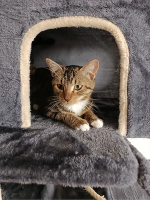 EKH-bkh Mix Kater  Bild 5