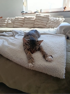 EKH-bkh Mix Kater  Bild 4