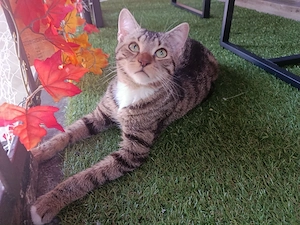 EKH-bkh Mix Kater  Bild 2