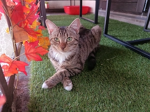 EKH-bkh Mix Kater  Bild 3