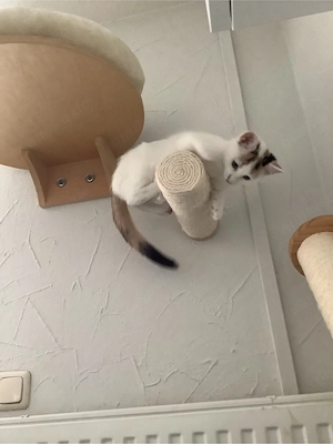 Kleines Kitten (Glückskatze) abzugeben Bild 4