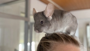  Zwei süße Chinchilla suchen ein liebevolles Zuhause 