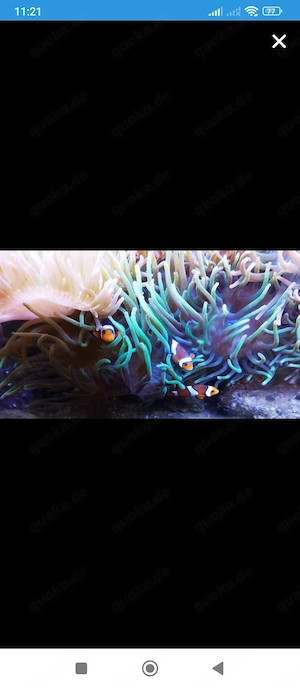 Anemonen,Korallen, Meerwasser,Versand 7,69