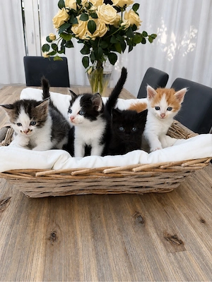 BKH-Perser-Mix   süße Babykatzen