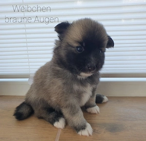 Liebevolle Pomsky-Welpen suchen ihr Zuhause  Bild 4