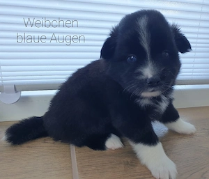 Liebevolle Pomsky-Welpen suchen ihr Zuhause 