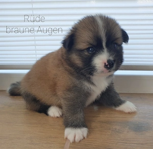 Liebevolle Pomsky-Welpen suchen ihr Zuhause 