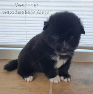 Liebevolle Pomsky-Welpen suchen ihr Zuhause  Bild 8