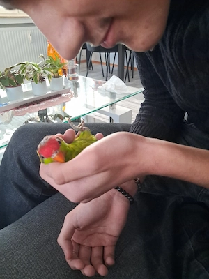 schwerenherzens Abzugeben unser Pascha (iris Lori) Bild 4