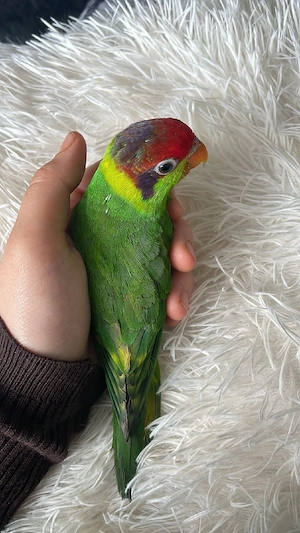 schwerenherzens Abzugeben unser Pascha (iris Lori) Bild 5