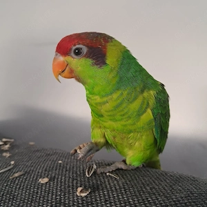 schwerenherzens Abzugeben unser Pascha (iris Lori) Bild 2