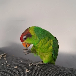 schwerenherzens Abzugeben unser Pascha (iris Lori)