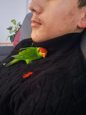 schwerenherzens Abzugeben unser Pascha (iris Lori) Bild 3