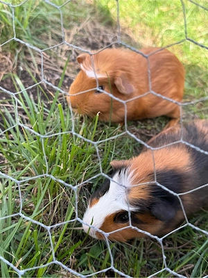3 Meerschweinchen männlich 2 Monate